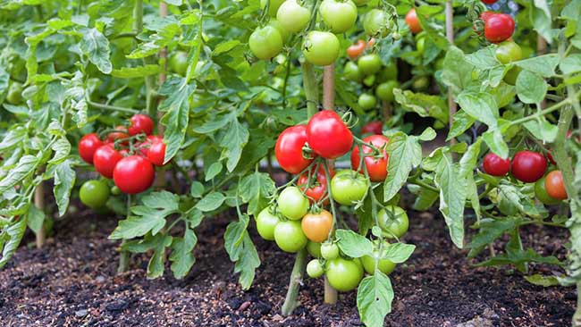 Common Problems When Growing Tomatoes